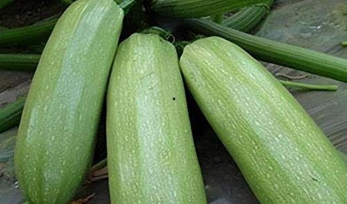 瓜菜怎么吃
